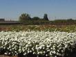 Western Star Bay Area Nursery Certified as Preferred Small Business...